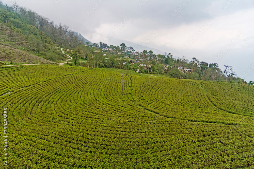 Fototapeta premium Tea plantation at Temi Tea Estate, Sikkim, India