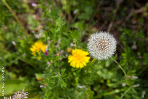 Dandelion  Dandelion flower in spring time 