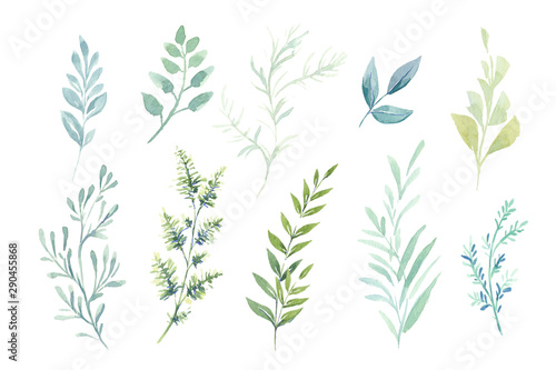 Watercolor illustrations. Botanical clipart. Set of Green leaves  herbs and branches
