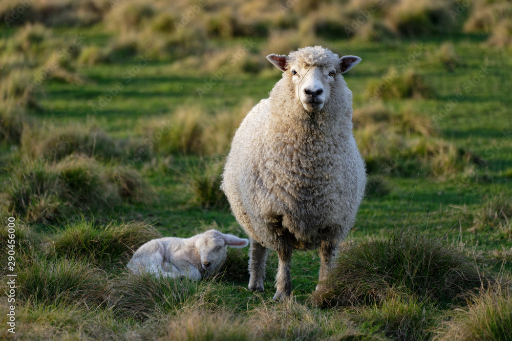 An attentive mother sheep looks at the camera while her lamb lies on the grass An attentive mother sheep looks at the camera while her lamb lies on the grass