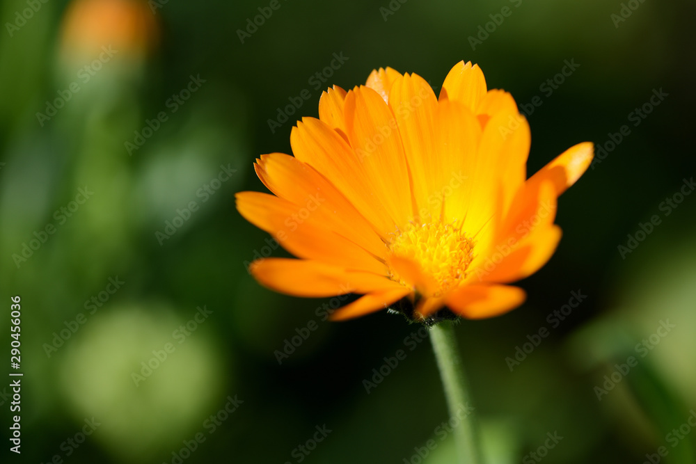 Bright orange calendula flower in a summer garden on a sunny day closeup Bright orange calendula flower in a summer garden on a sunny day closeup