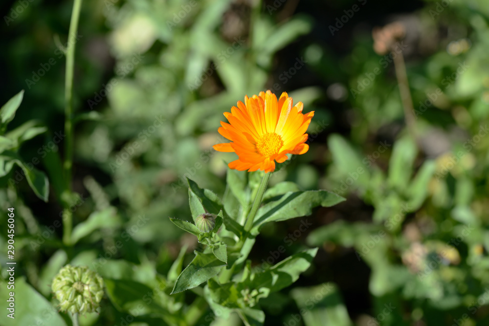 Bright orange calendula flower in a summer garden on a sunny day closeup Bright orange calendula flower in a summer garden on a sunny day closeup