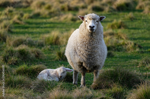 An attentive mother sheep looks at the camera while her lamb lies on the grass