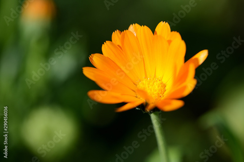 Bright orange calendula flower in a summer garden on a sunny day closeup