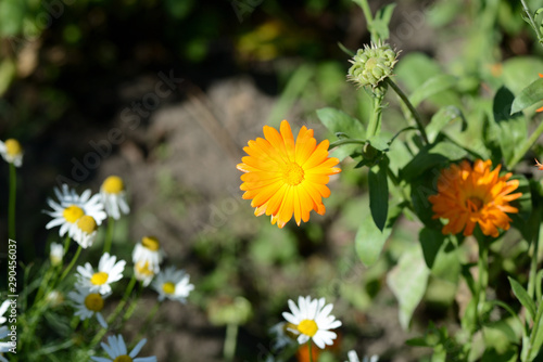 Bright orange calendula flower in a summer garden on a sunny day closeup