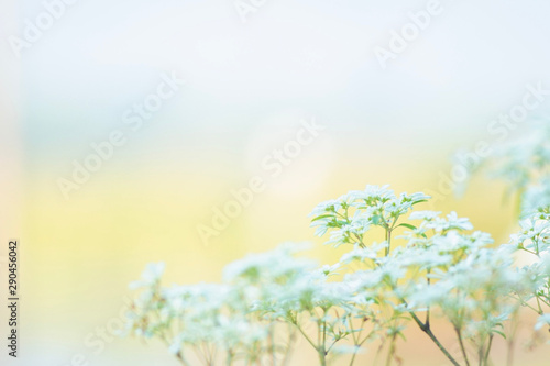 Close up soft focus of beautiful small white flowers in nature with blurred natural background and copy space.