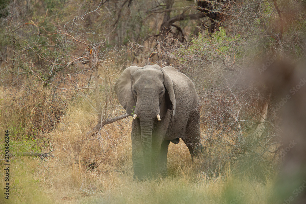 Fototapeta premium Young bull elephant with a damaged ear