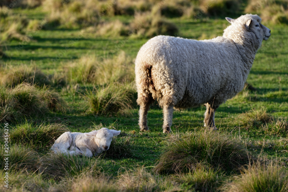 A mother sheep is standing and her lamb is lying down A mother sheep is standing and her lamb is lying down