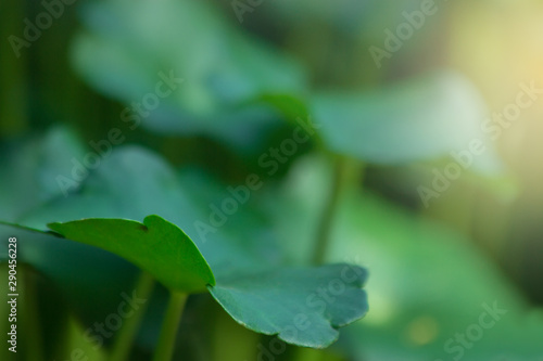the plant leaf pattern close-up in nature, the leaf in nature abstract background