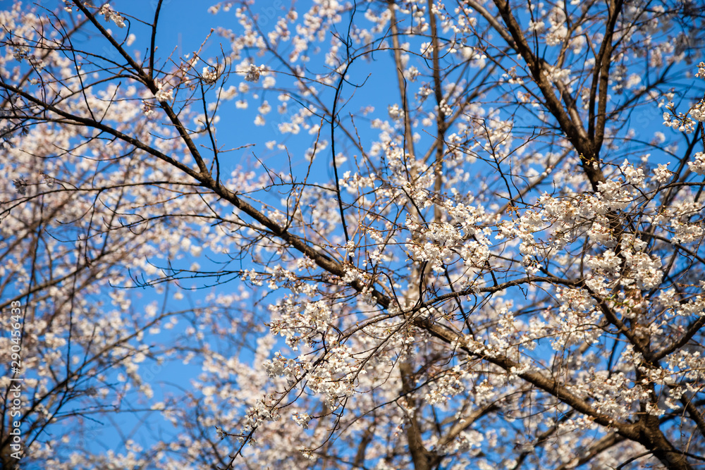White blossom sakura flowers on a spring day in Japan., Beautiful flowering Japanese cherry - Sakura.