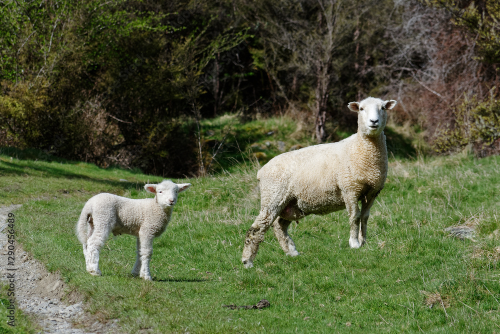 A mother and lamb stand side on looking at the camera A mother and lamb stand side on looking at the camera