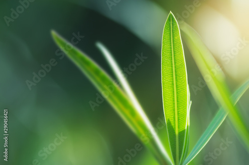 the plant leaf pattern close-up in nature  the leaf in nature abstract background