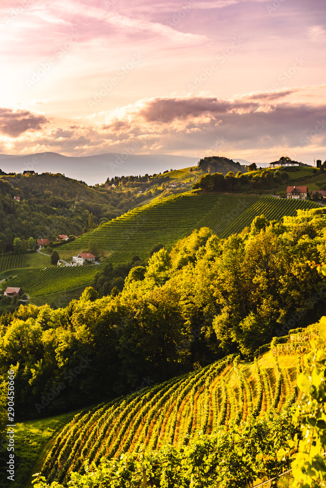 Sunset landscape of vineyard rows on Austrian countryside in Leibnitz Kitzeck im Sausal