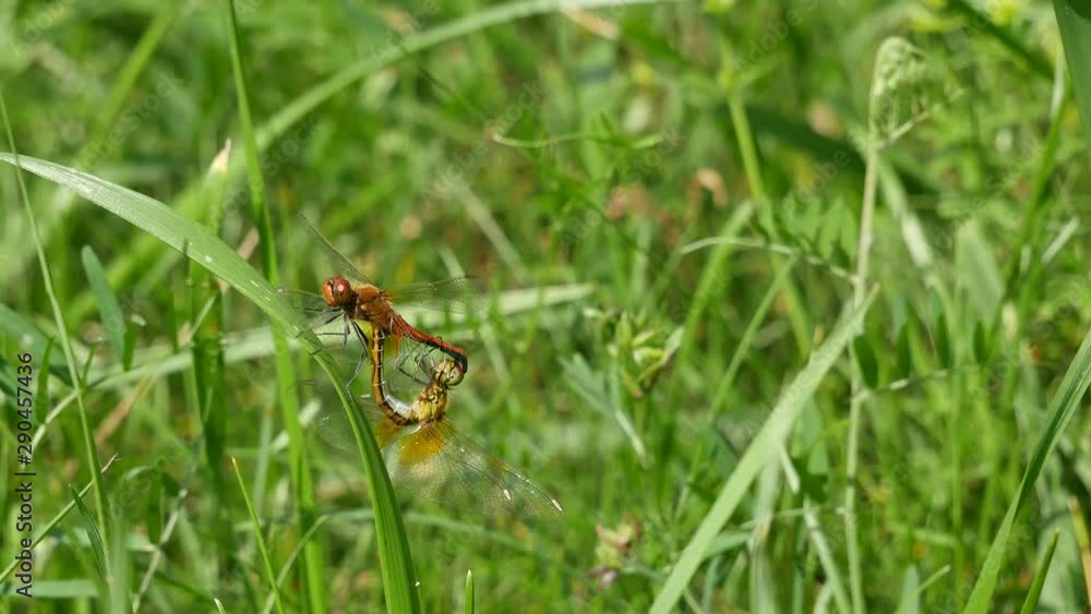 Pairing of beautiful dragonflies Pairing of beautiful dragonflies