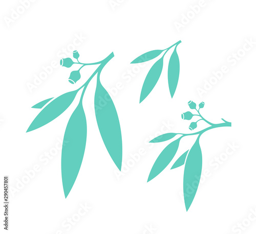 Eucalyptus tree. Isolated leaves on white background. Gum tree