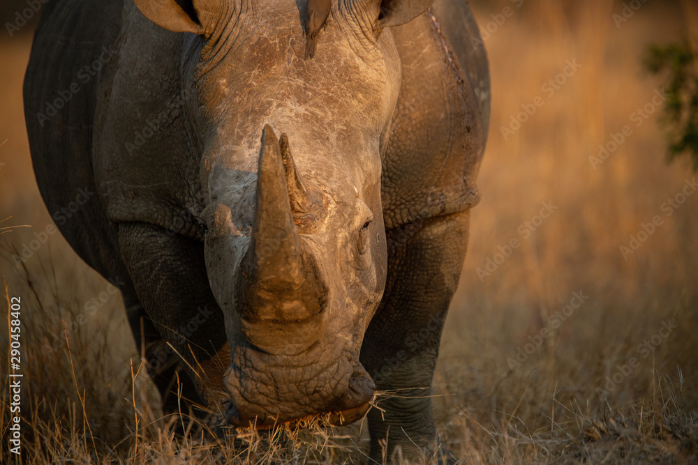Fototapeta premium the formidable white rhino