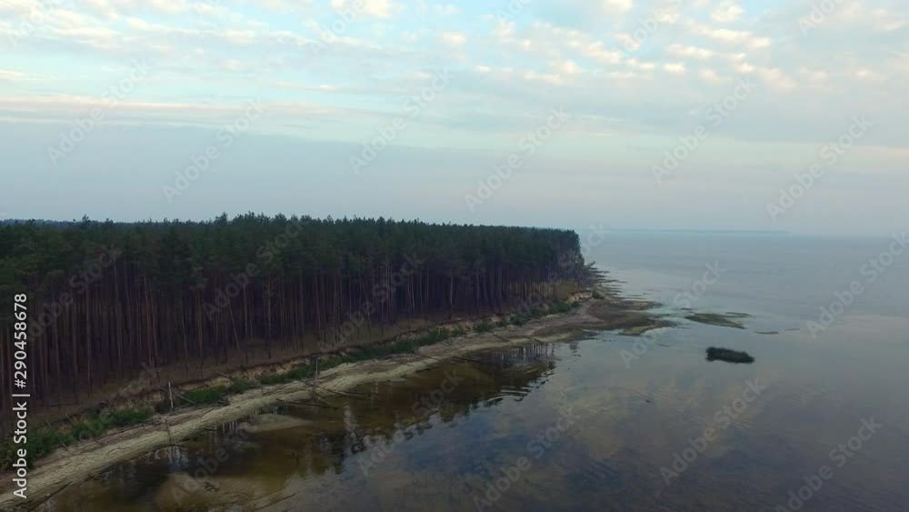 Pine forest on sandy lake shore. Drone view evergreen forest on sea coast Pine forest on sandy lake shore. Drone view evergreen forest on sea coast