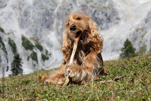 Hundewanderung in den Bergen