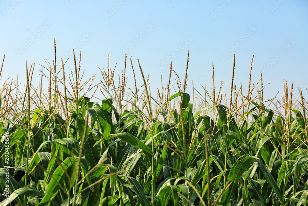 Fototapeta premium View of corn field on summer day