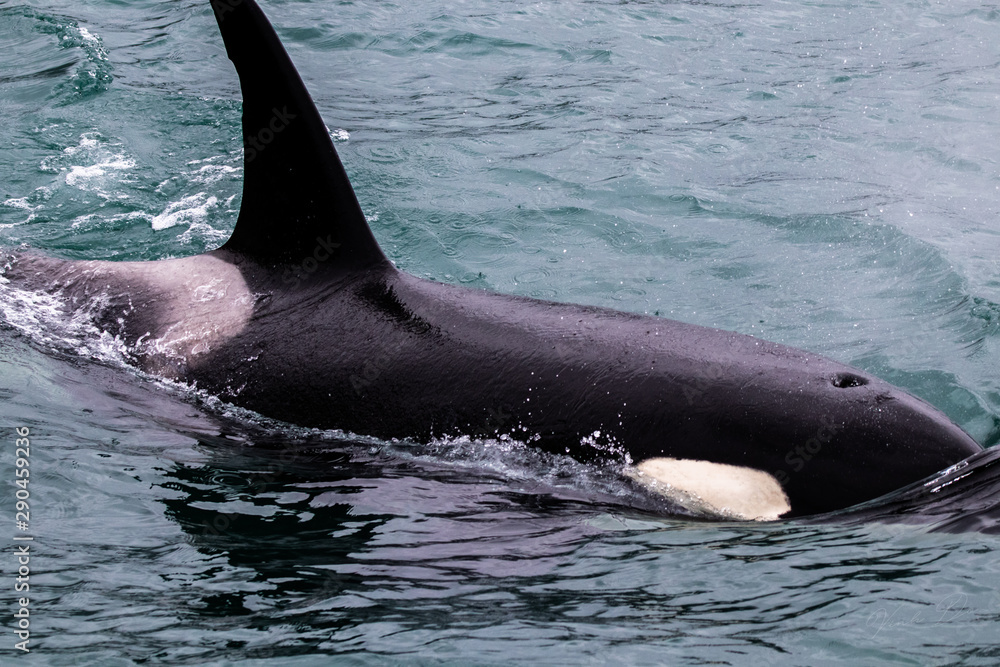 Naklejka premium Orcas in Resurrection Bay