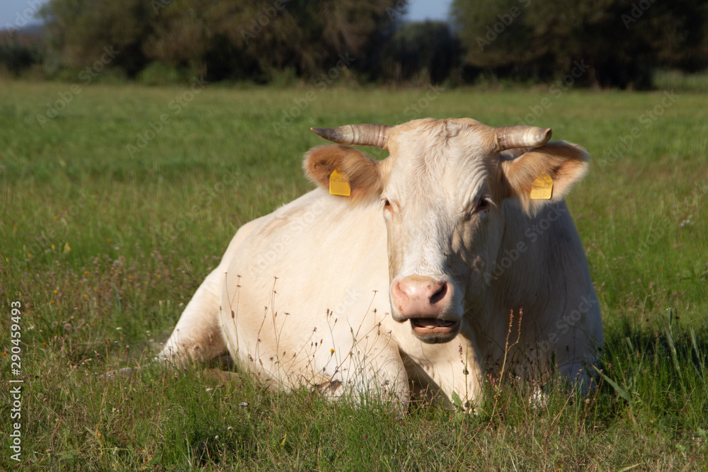 white cow with horns on green meadow
