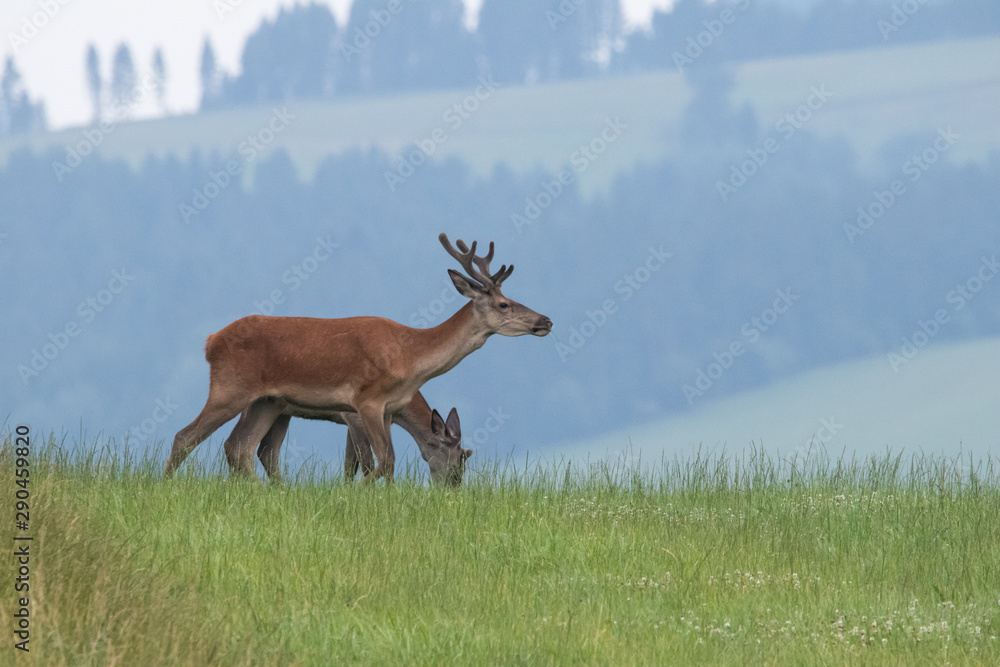 deer in the meadow neer forest