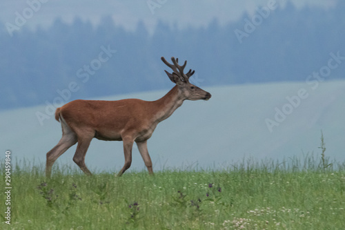 deer in the meadow neer forest © Rastislav