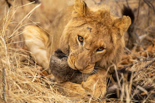 Young male lion playing with a dead honey badger that the pride had killed photo