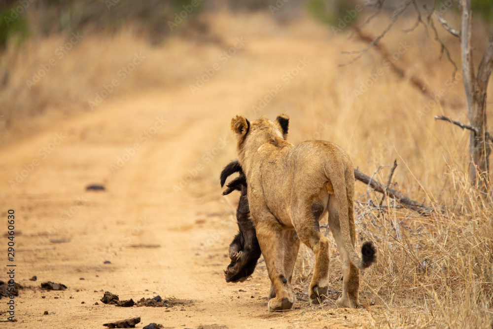 Obraz premium Young male lion playing with a dead honey badger that the pride had killed