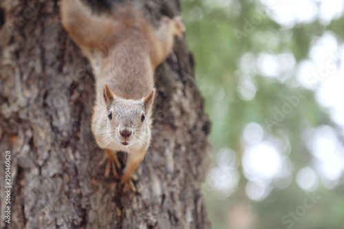 Squirrel on a tree looks upside down at the camera. © olgasparrow