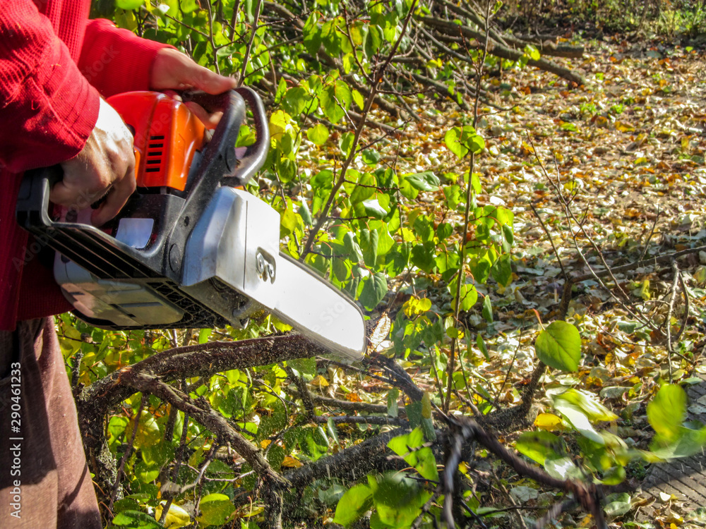 Obraz premium A man is sawing a branch with green leaves on the ground on a sunny autumn day, and sawdust is flying around. Beautiful background with copy space, concept for gardening or park care, pruning trees
