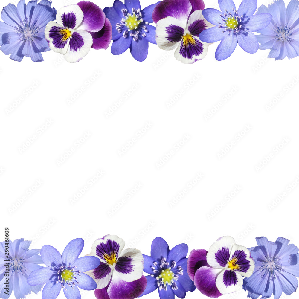 Beautiful floral background of liverwort, pansies and chicory. Isolated Beautiful floral background of liverwort, pansies and chicory. Isolated