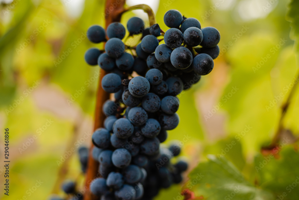 Ripe berries of wine grapes in the vineyard in autumn. Close-up.