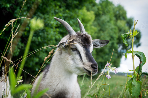 In the summer, on a bright sunny day, a small goat grazes on the field. photo