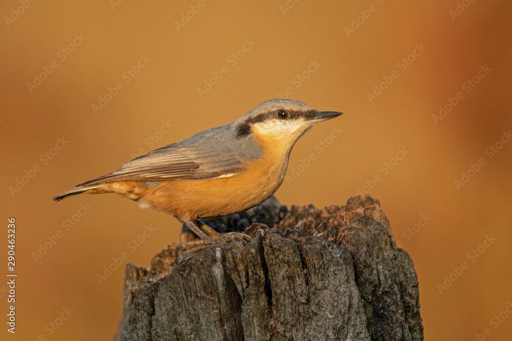 Naklejka premium Kleiber (Sitta europaea)