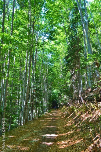 beech forest in Pirin National Park in Bulgaria