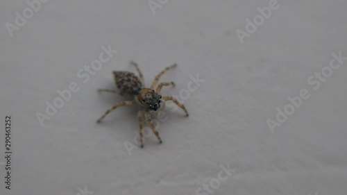 wall spider moving on wall and looking at camera. jumping spider is moving its palps on the rough wall. photo