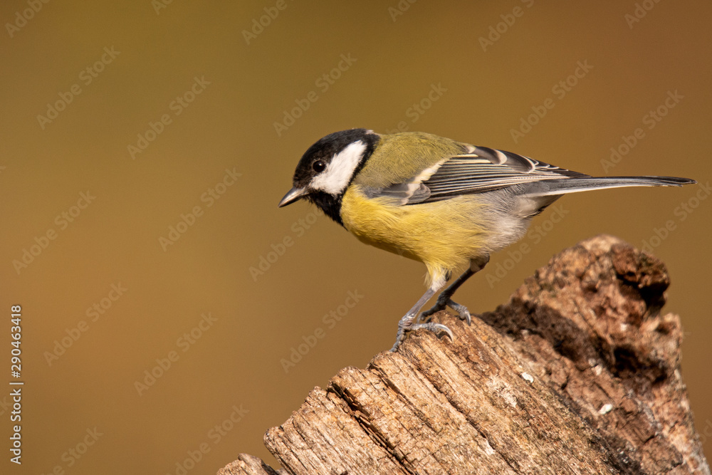 Kohlmeise (Parus major)