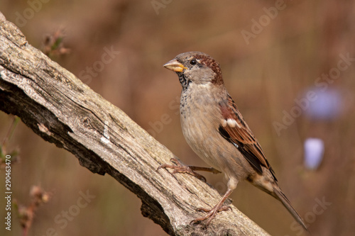 Haussperling (Passer domesticus)