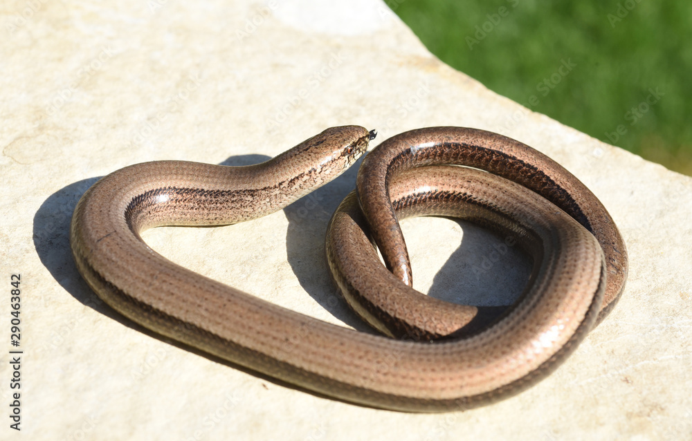 Fototapeta premium Blindschleiche, Anguis fragilis