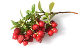 Cranberry, Vaccinium macrocarpon, Moosbeere