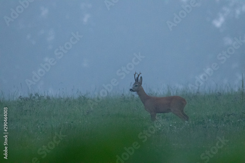 roe deer in fog on meadow