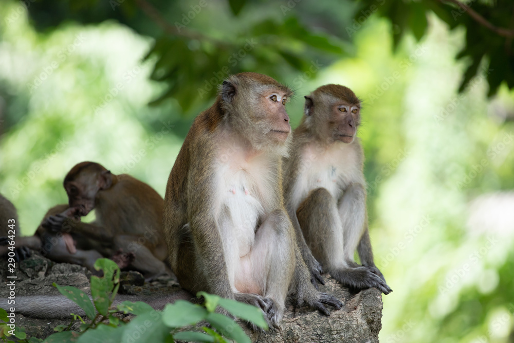 Macaque monkeys in the forest. Macaque monkeys in the forest.