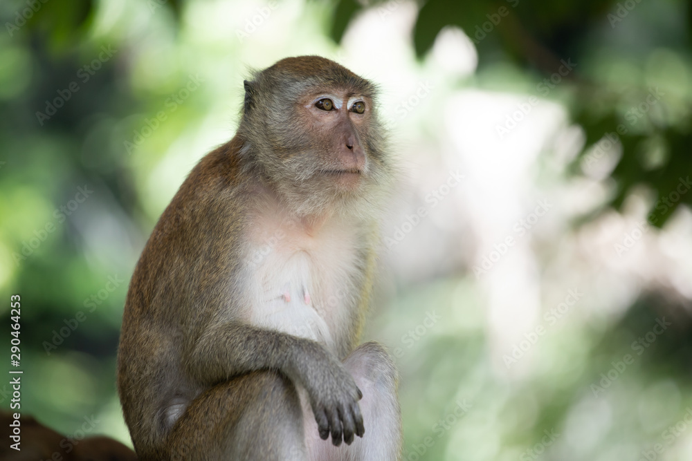 Macaque monkeys in the forest.