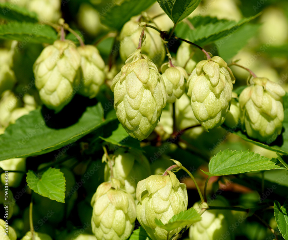 Hopfen, Humulus lupulus Hopfen, Humulus lupulus