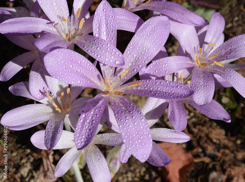 Herbstzeitlose, Colchicum, autumnale photo