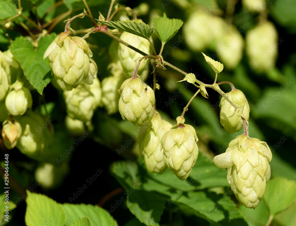 Hopfen, Humulus lupulus Hopfen, Humulus lupulus