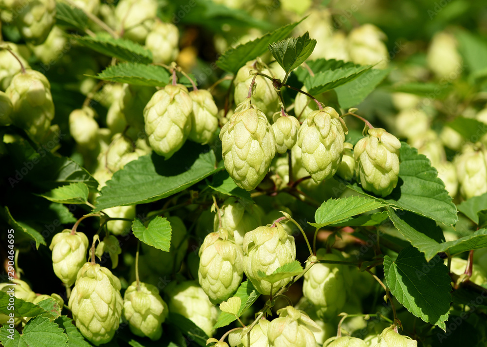Hopfen, Humulus lupulus Hopfen, Humulus lupulus