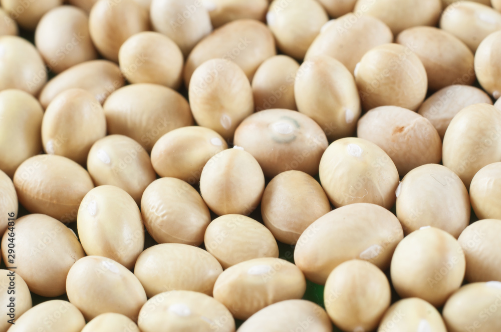Small white beans of Nevi variety close-up. Macro shot. Small white beans of Nevi variety close-up. Macro shot.