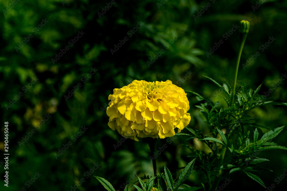 久住高原の西洋菊stock Photo Adobe Stock